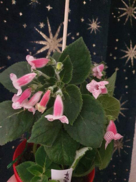 Messenger_creation_9B24F910-DAAC-43EA-8D04-C7F5F1669B2A - -Kohleria Ni is Nasca