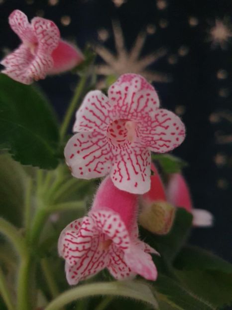 Messenger_creation_7D98EA19-6631-462A-BB49-263073E3EA5F - -Kohleria Ni is Nasca