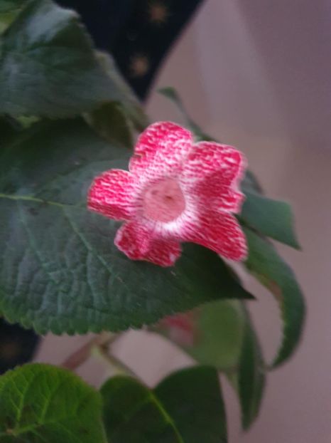 Messenger_creation_6D525710-3711-44FF-B665-7BBFEEE07307 - -Kohleria Siadotydea