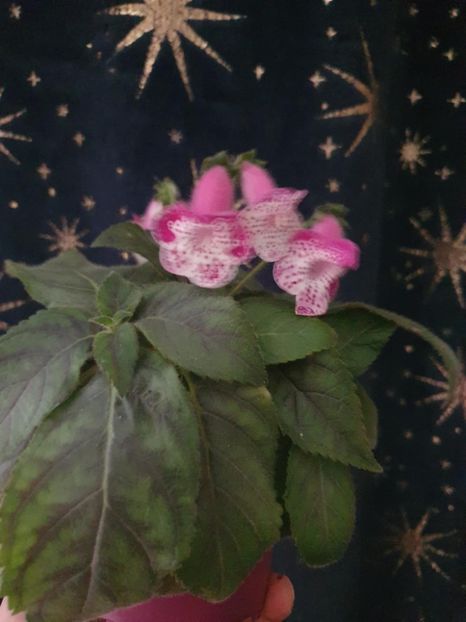 Messenger_creation_8EE5E831-61AB-4B6D-A2A6-0376E3A8067C - -Kohleria N is Marta