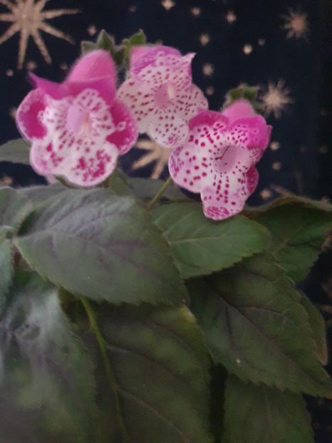 Messenger_creation_F7B126A3-4E60-444E-A15F-10A673FEB899 - -Kohleria N is Marta