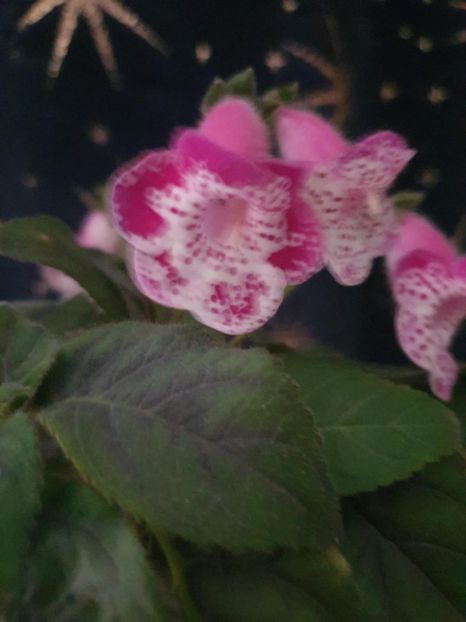 Messenger_creation_FA78DEF6-EBCB-4586-B045-742F41554FA8 - -Kohleria N is Marta