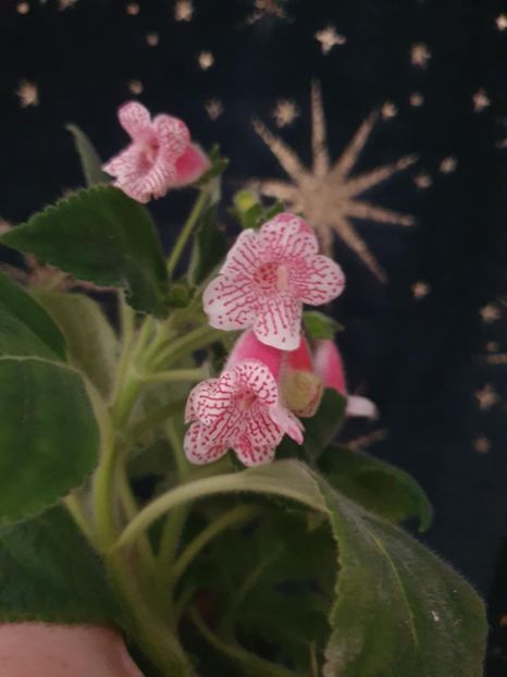 Messenger_creation_5760DDF3-3E43-49A7-9FDC-94088E733BE9 - -Kohleria Ni is Nasca