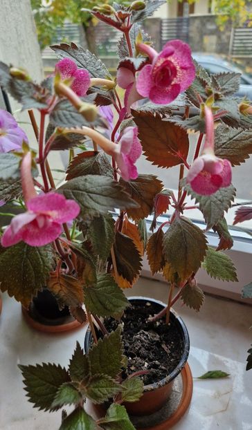  - Rf s Roberto Rainbow Dream p