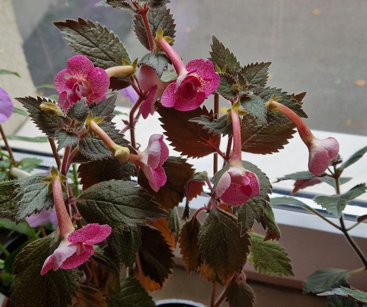  - Rf s Roberto Rainbow Dream p