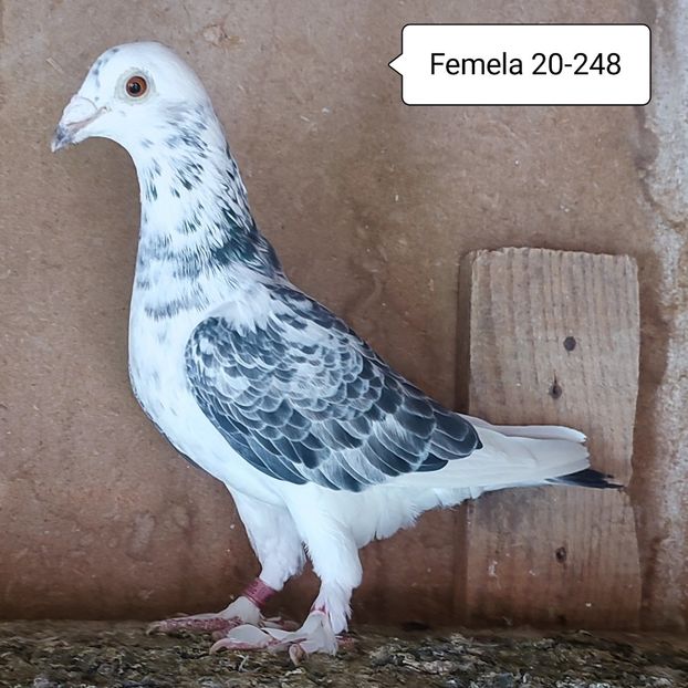 Femela 20-248 - Cuci