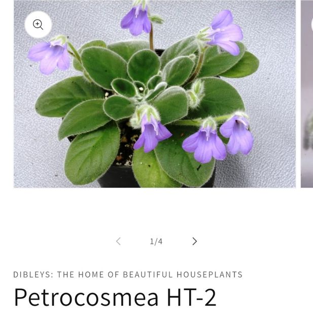 Screenshot_20251012_121721_Samsung Internet - Petrocosmea HT2