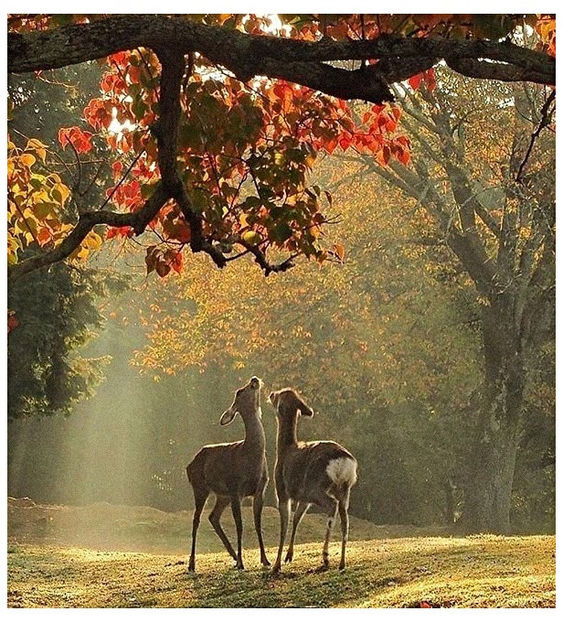  - Tomnatic și nostalgic