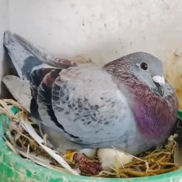  - Nu îmi aparțin 11