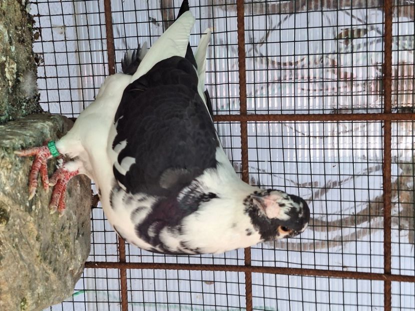  - Agh american gigant homer