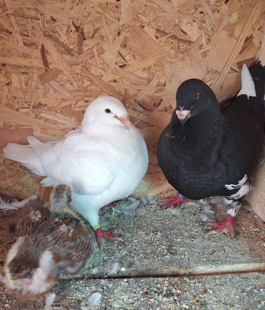  - Agh american gigant homer