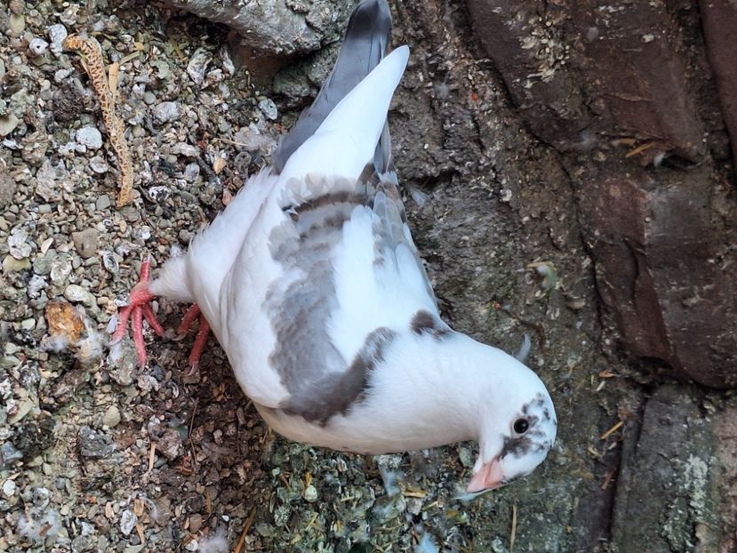  - Agh american gigant homer