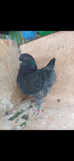  - Porumbei king 2025- pui