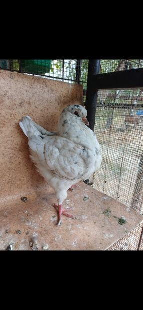  - Porumbei king 2025- pui