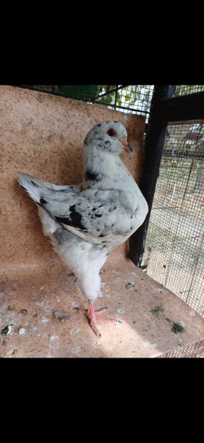  - Porumbei king 2025- pui