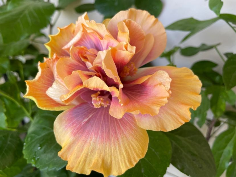  - Wind Rosa Feng Xiajunr