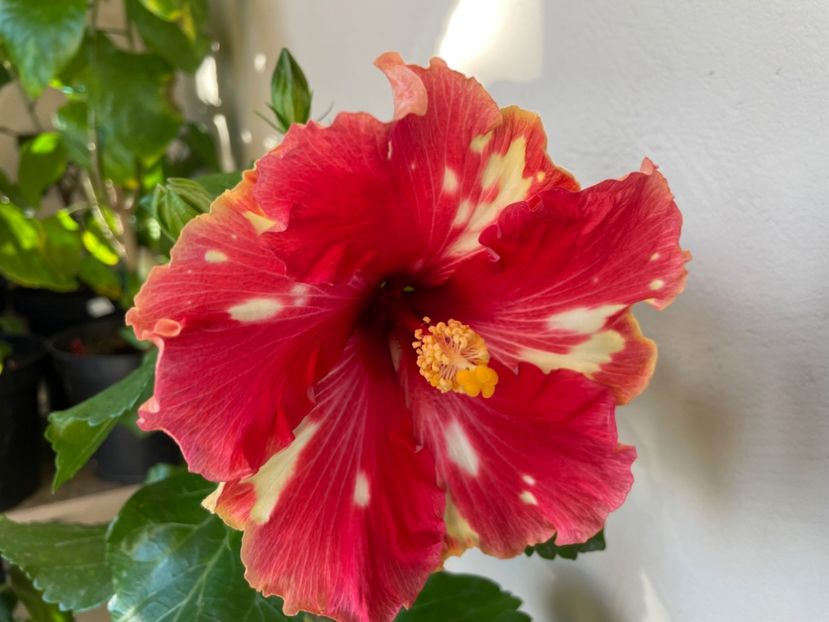  - 0006 - Hibiscusi 2025 - 3