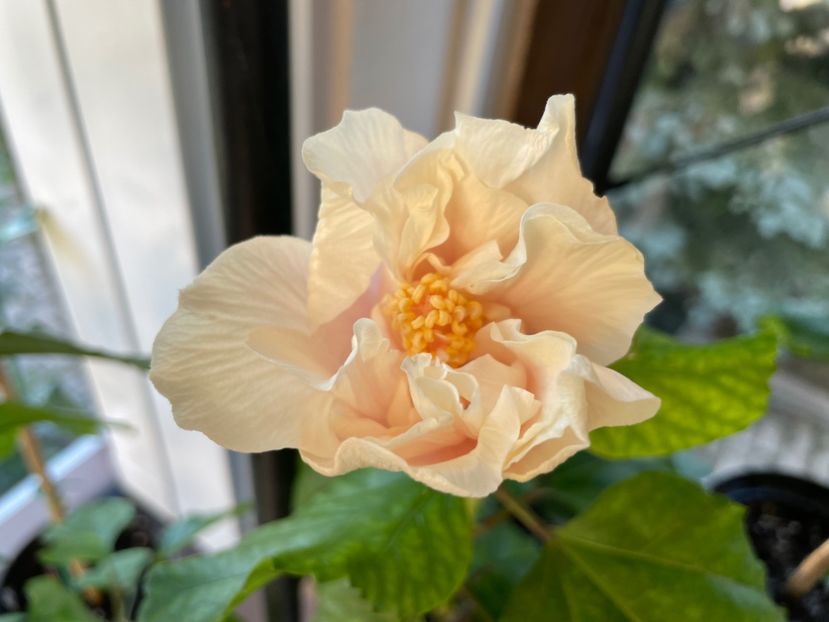  - 0006 - Hibiscusi 2025 - 3