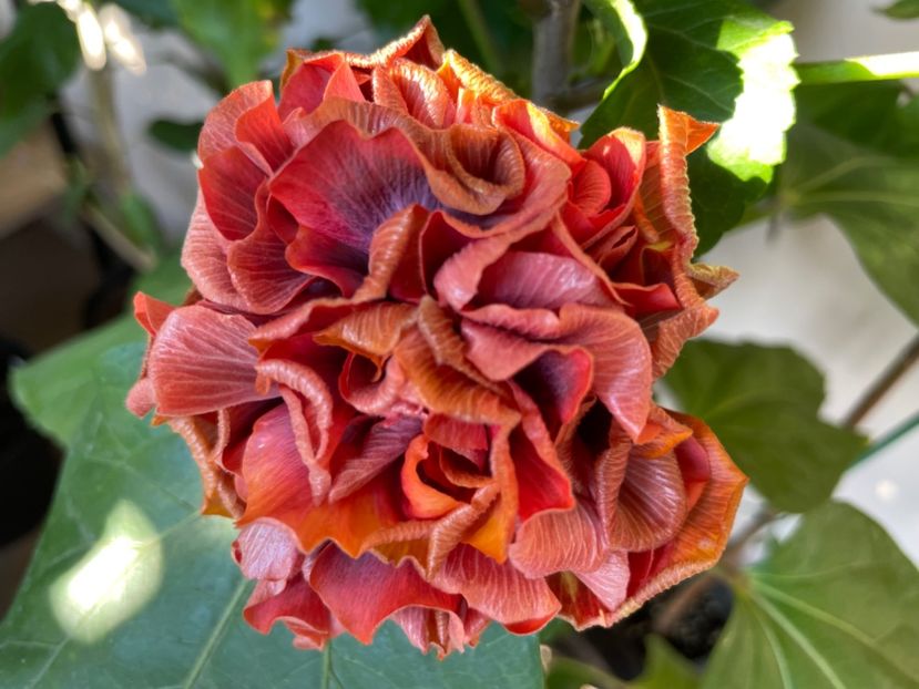  - 0006 - Hibiscusi 2025 - 3