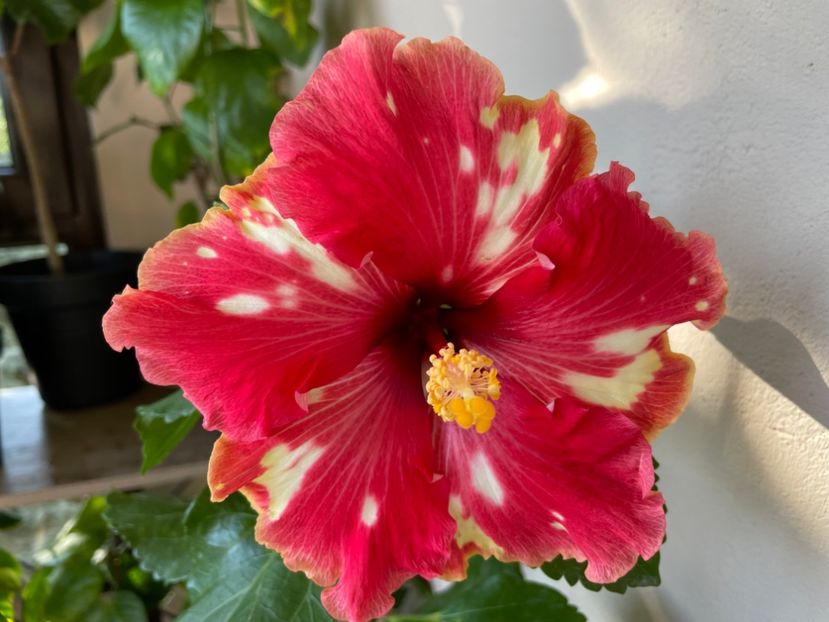  - 0006 - Hibiscusi 2025 - 3