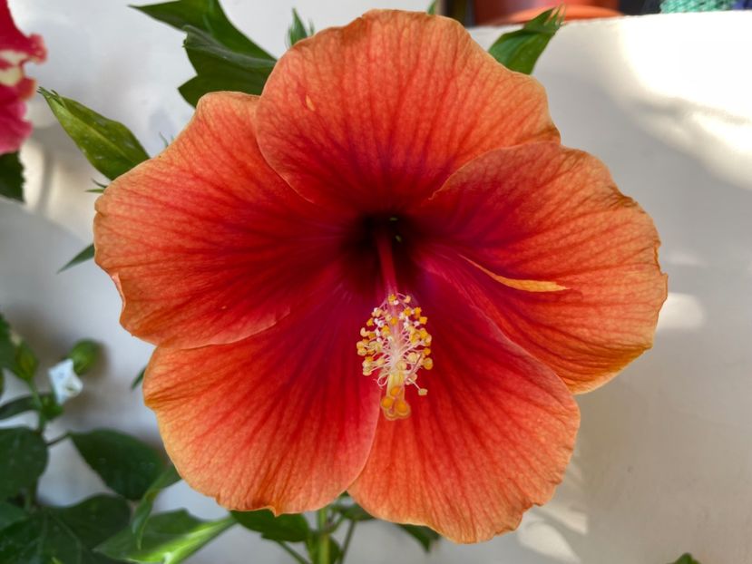  - 0006 - Hibiscusi 2025 - 3