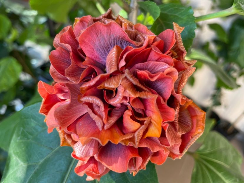  - 0006 - Hibiscusi 2025 - 3