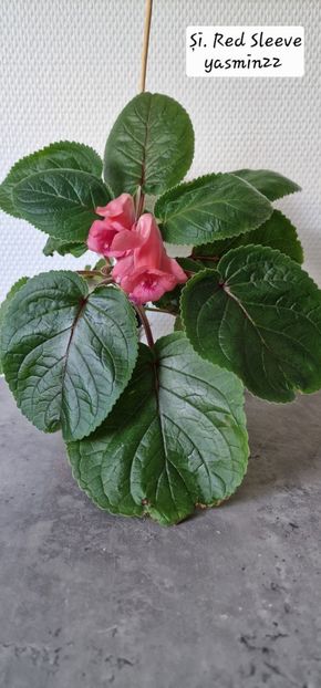 13.10.2015 - Sinningia Red Sleeve