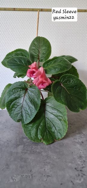 13.10.2025 - Sinningia Red Sleeve