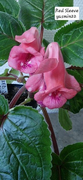 13.10.2025 - Sinningia Red Sleeve