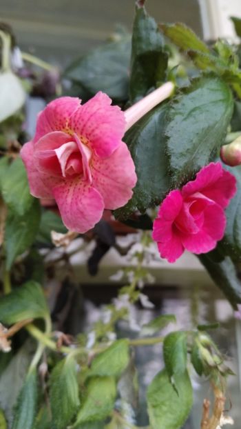  - 2025-RF s Pink Swan