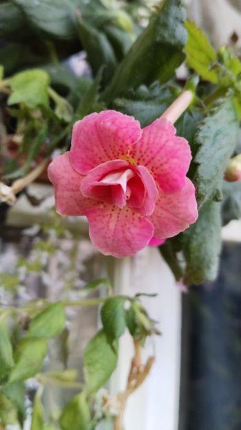  - 2025-RF s Pink Swan