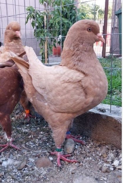 Screenshot_20251013-101711_OLXro - King 2025