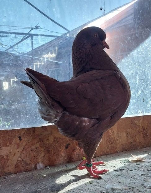 Screenshot_20251013-101659_OLXro - King 2025