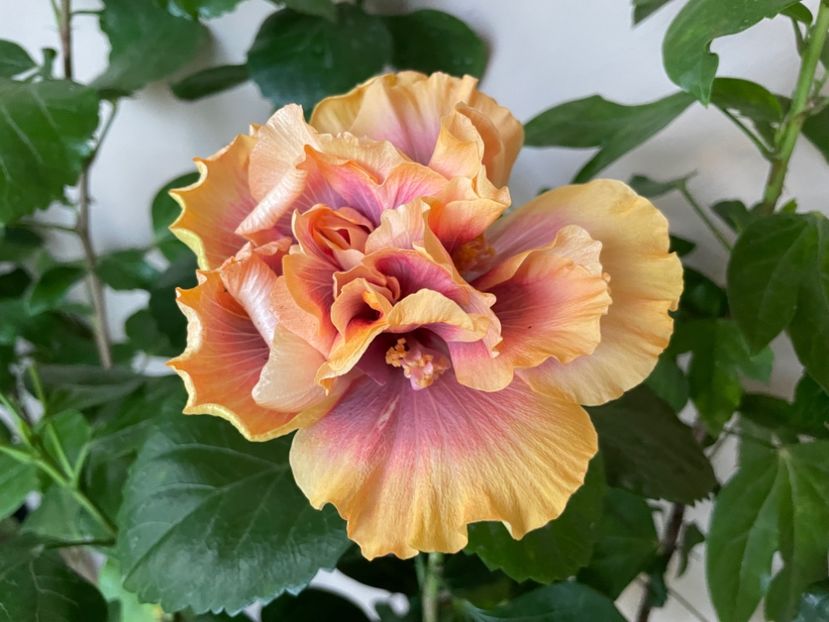  - Wind Rosa Feng Xiajunr