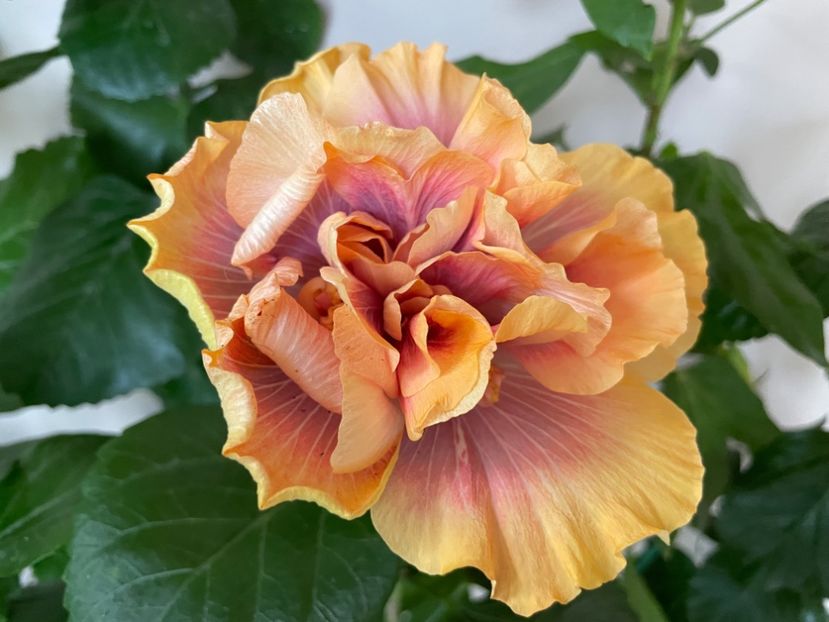  - Wind Rosa Feng Xiajunr