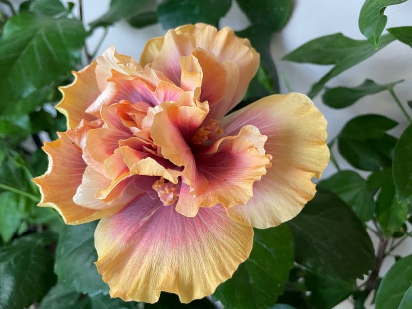  - Wind Rosa Feng Xiajunr