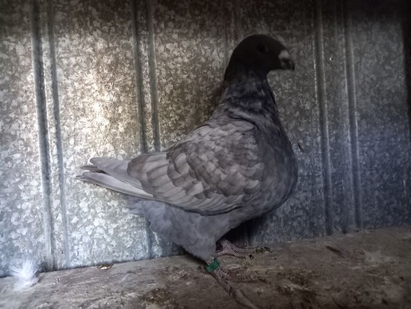 Femelă 2025 - AMERICAN GIANT HOMER FEMELE MATCĂ