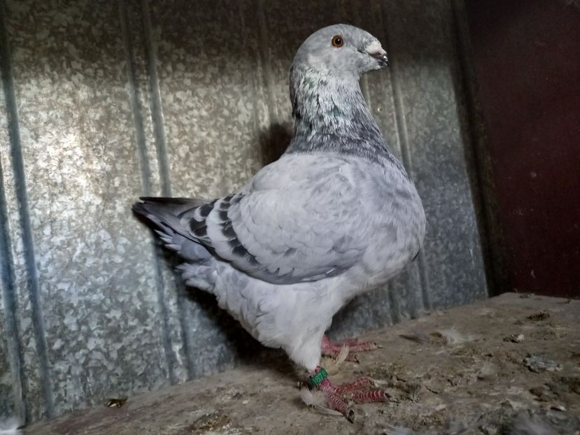 Femelă 2025 - AMERICAN GIANT HOMER FEMELE MATCĂ