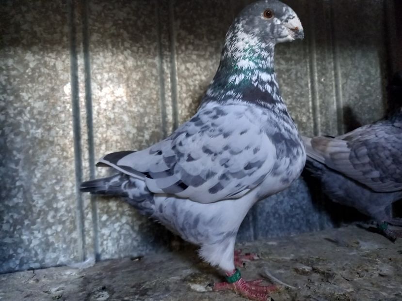 Femelă 2025 - AMERICAN GIANT HOMER FEMELE MATCĂ