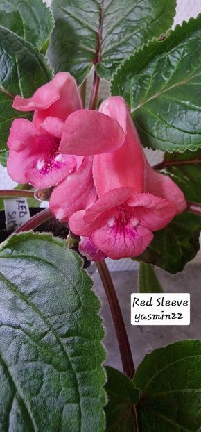 14.10.2025 - Sinningia Red Sleeve