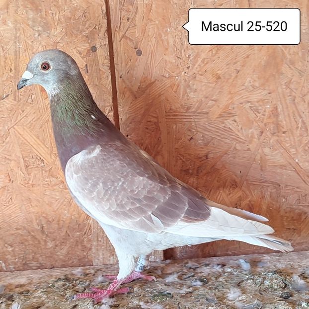 Mascul 25-520....-10 lei - 90 Porumbei de vanzare