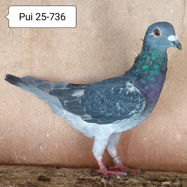 Pui 25-736....-10 lei - 90 Porumbei de vanzare