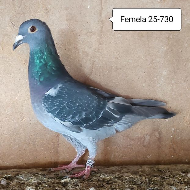 Pui 25-730....-10 lei - 90 Porumbei de vanzare