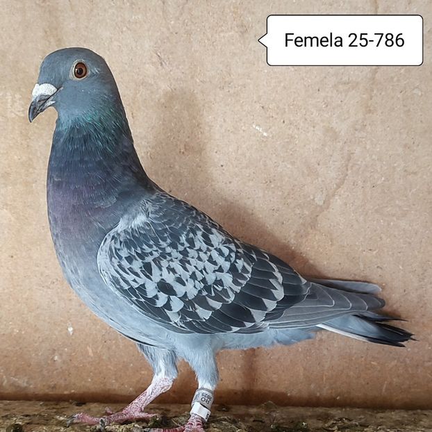 Femela 25-786....-10 lei - 90 Porumbei de vanzare