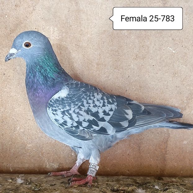Femela 25-783....-10 lei - 90 Porumbei de vanzare