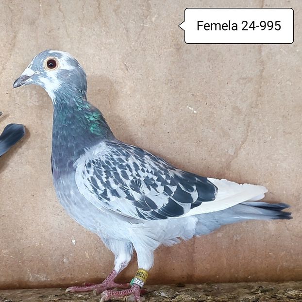Femela 24-995....-10 lei - 90 Porumbei de vanzare