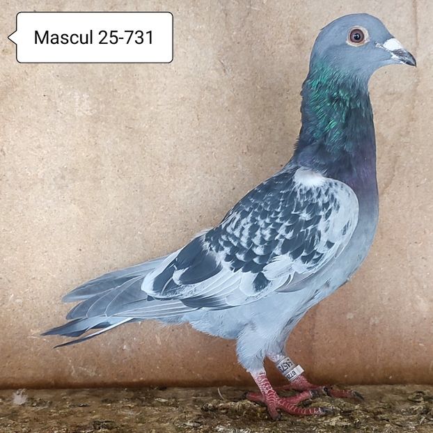 Mascul 25-731....-10 lei - 90 Porumbei de vanzare