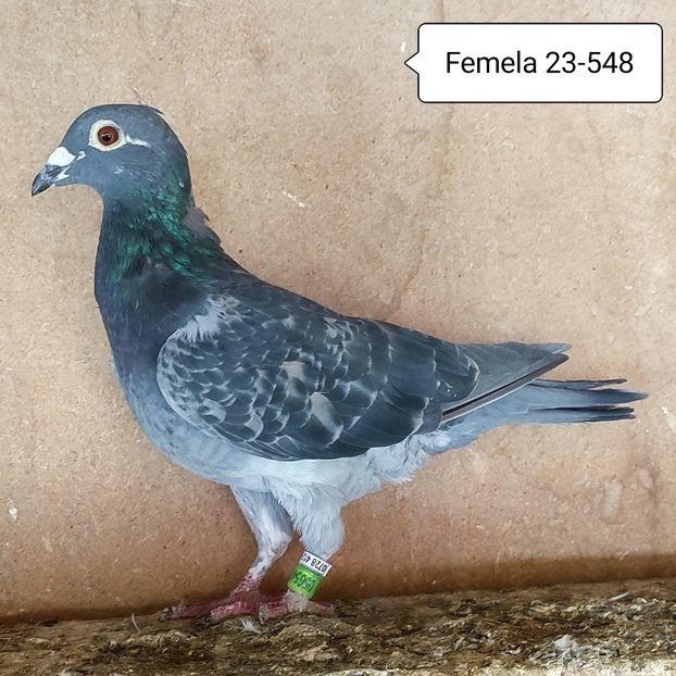Femela 23-548....-10 lei - 90 Porumbei de vanzare