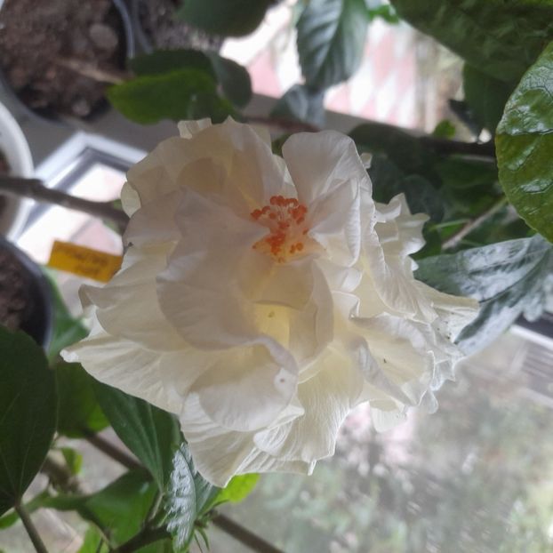 14.10.2025 - HIBISCUSI 2025-5