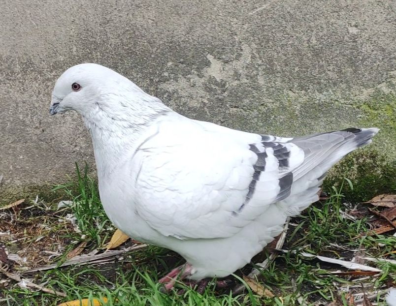 4 - c- MLODE 2025 YOUTH